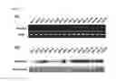 Fig. 02 - Transgenic tree induced by RABG3BCA and use thereof