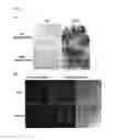 Fig. 08 - Transgenic tree induced by RABG3BCA and use thereof