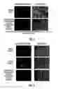 Fig. 04 - Inkjet gene printing