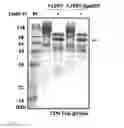 Fig. 05 - Mutant beta-glucosidases having enhanced activity and a method for producing bioethanol using the same