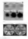 Fig. 06 - Mutant beta-glucosidases having enhanced activity and a method for producing bioethanol using the same