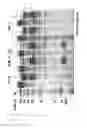 Fig. 07 - Mutant beta-glucosidases having enhanced activity and a method for producing bioethanol using the same