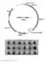 Fig. 08 - Mutant beta-glucosidases having enhanced activity and a method for producing bioethanol using the same