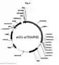 Fig. 05 - Recombinant microorganism having enhanced butanol producing ability and method for producing butanol using the same