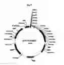 Fig. 06 - Recombinant microorganism having enhanced butanol producing ability and method for producing butanol using the same
