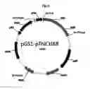 Fig. 07 - Recombinant microorganism having enhanced butanol producing ability and method for producing butanol using the same
