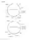 Fig. 72 - METHODS AND COMPOSITIONS FOR IMPROVING SUGAR TRANSPORT, MIXED SUGAR FERMENTATION, AND PRODUCTION OF BIOFUELS