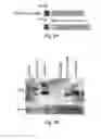 Fig. 09 - Protein expression enhancing polypeptides
