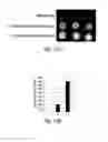 Fig. 22 - Protein expression enhancing polypeptides