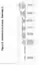 Fig. 03 - Compositions and methods for negative selection of non-desired nucleic acid sequences