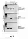 Fig. 07 - Primers, probes, and methods for mycobacterium tuberculosis specific diagnosis