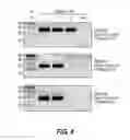 Fig. 09 - Primers, probes, and methods for mycobacterium tuberculosis specific diagnosis
