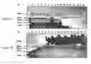 Fig. 02 - METHOD TO IDENTIFY M. TUBERCULOSIS