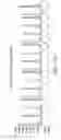 Fig. 22 - Methods and compositions for incorporating nucleotides