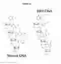 Fig. 49 - Methods and compositions for incorporating nucleotides