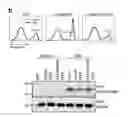 Fig. 03 - Method of screening modulator of XKR8