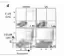 Fig. 12 - Method of screening modulator of XKR8