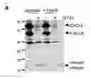 Fig. 13 - Method of screening modulator of XKR8