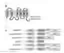Fig. 17 - Method of screening modulator of XKR8