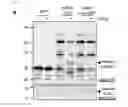 Fig. 19 - Method of screening modulator of XKR8