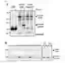 Fig. 20 - Method of screening modulator of XKR8