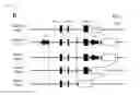 Fig. 23 - Method of screening modulator of XKR8