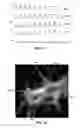 Fig. 09 - MODELS FOR PARKINSON'S DISEASE STUDIES