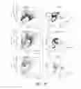 Fig. 10 - NON-B-LINEAGE CELLS CAPABLE OF PRODUCING ANTIBODY