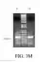 Fig. 28 - NON-B-LINEAGE CELLS CAPABLE OF PRODUCING ANTIBODY