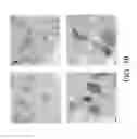 Fig. 33 - NON-B-LINEAGE CELLS CAPABLE OF PRODUCING ANTIBODY