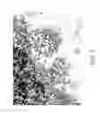 Fig. 52 - NON-B-LINEAGE CELLS CAPABLE OF PRODUCING ANTIBODY