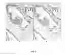 Fig. 08 - Antibody cocktail