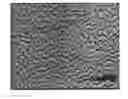 Fig. 01 - Anti-glare film and process for producing the same
