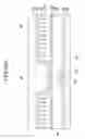 Fig. 24 - Liquid crystal display and manufacturing method thereof