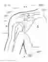 Fig. 02 - IMPLANTABLE GLENOID PROSTHESES