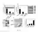 Fig. 17 - Novel Compositions and Methods for Treating Cancer