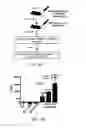 Fig. 09 - Induced activation in dendritic cells