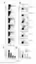 Fig. 03 - Use of common γ chain cytokines for the visualization, isolation and genetic modification of memory T lymphocytes