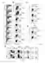 Fig. 05 - Use of common γ chain cytokines for the visualization, isolation and genetic modification of memory T lymphocytes