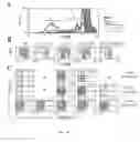 Fig. 20 - Use of common γ chain cytokines for the visualization, isolation and genetic modification of memory T lymphocytes