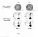 Fig. 25 - Use of common γ chain cytokines for the visualization, isolation and genetic modification of memory T lymphocytes