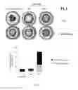 Fig. 26 - Use of common γ chain cytokines for the visualization, isolation and genetic modification of memory T lymphocytes
