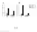 Fig. 31 - Use of common γ chain cytokines for the visualization, isolation and genetic modification of memory T lymphocytes