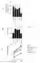 Fig. 32 - Use of common γ chain cytokines for the visualization, isolation and genetic modification of memory T lymphocytes