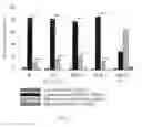 Fig. 33 - Use of common γ chain cytokines for the visualization, isolation and genetic modification of memory T lymphocytes
