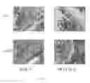 Fig. 41 - Use of common γ chain cytokines for the visualization, isolation and genetic modification of memory T lymphocytes