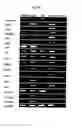Fig. 04 - Isolated liver stem cells