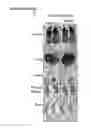 Fig. 05 - Polypeptide vaccine