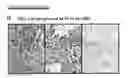 Fig. 27 - Polypeptide vaccine