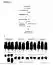 Fig. 32 - Polypeptide vaccine